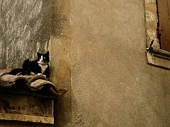 Cat on the Roof, Lacoste, France